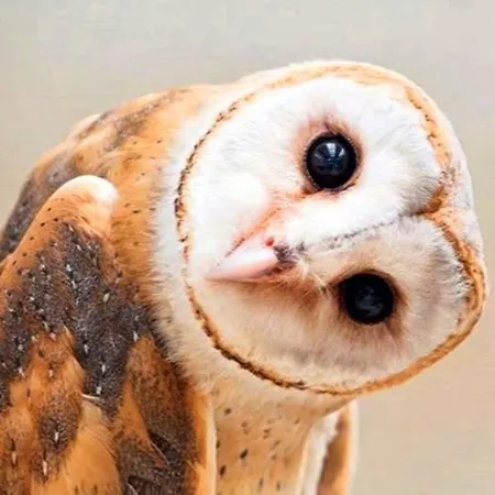 L'abri De La Chouette - Au Pays Des Collines - Gr129 منزل ريفي *