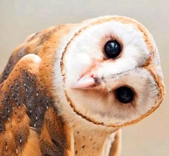 L'abri De La Chouette - Au Pays Des Collines - Gr129 Landhaus *